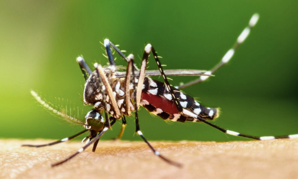 Aedes Mosquito