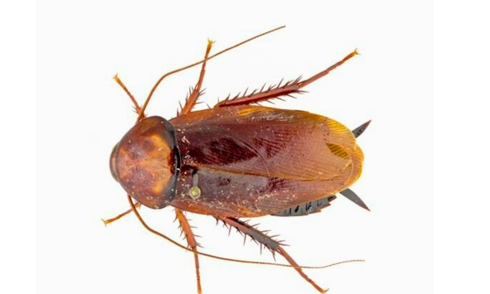 Brown Cockroach in Kitchen