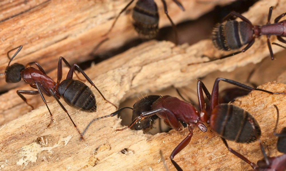 Carpenter Ants in Kitchen