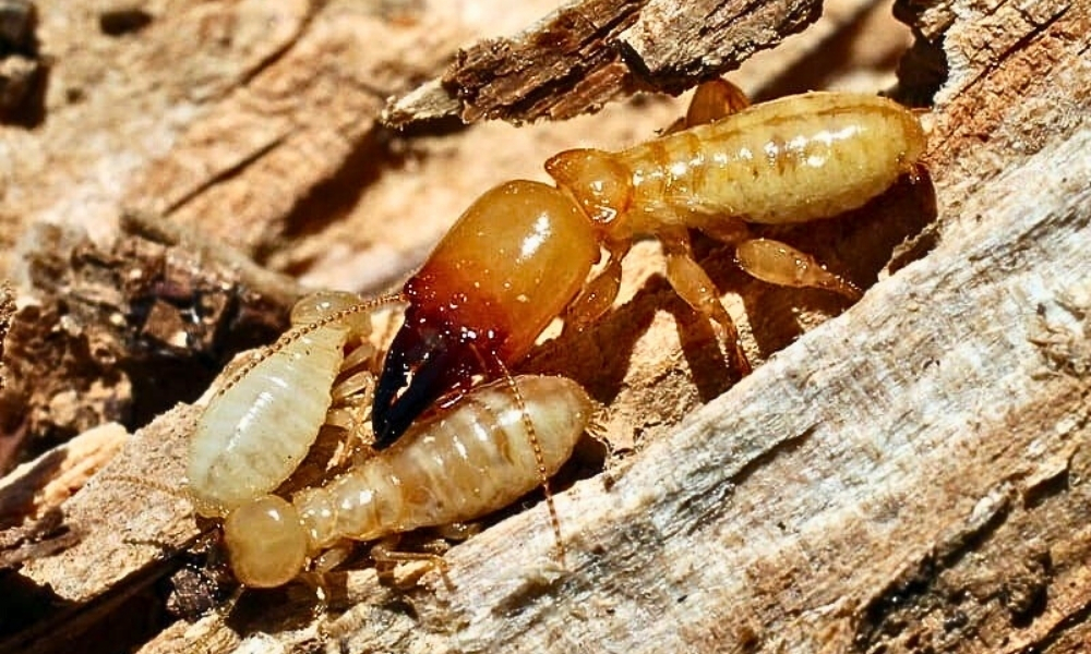 Dampwood Termites