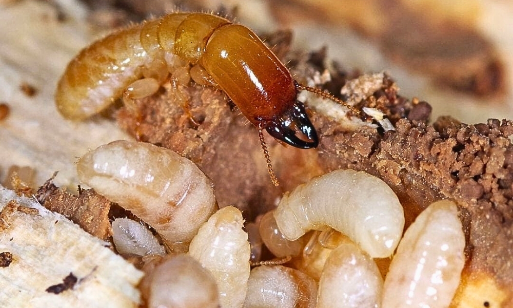Drywood Termites