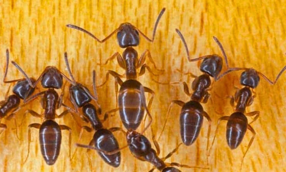 Ghost Ants in Kitchen