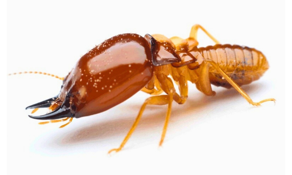 Subterranean Termites