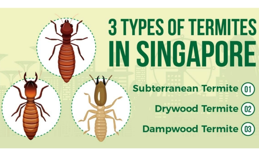Types of Termites
