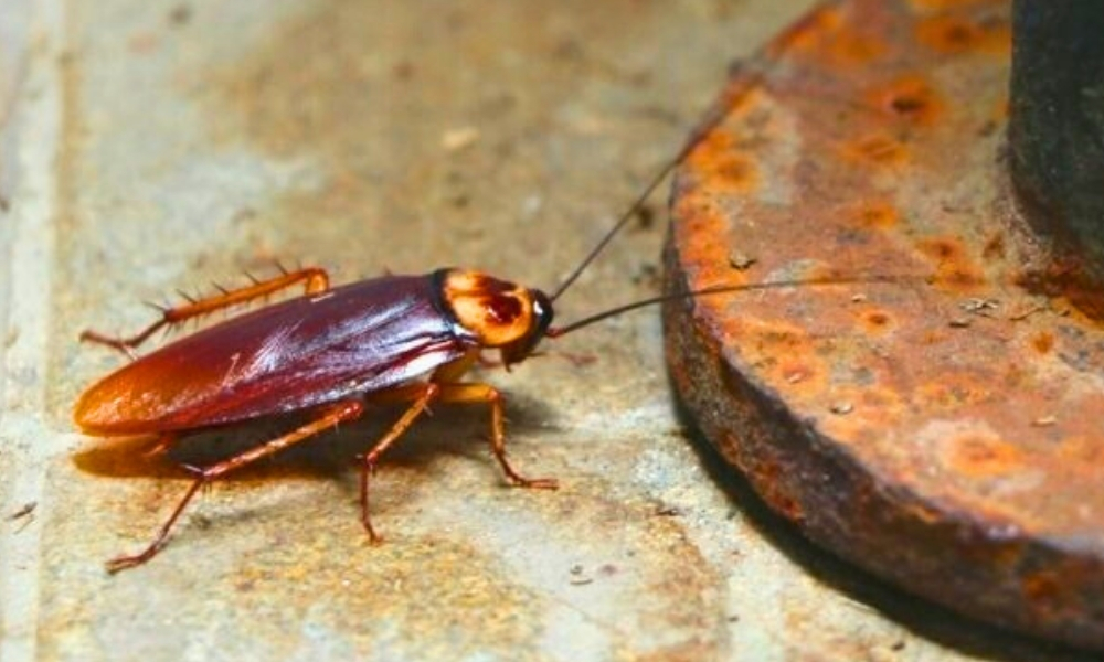 American Cockroach in Kitchen